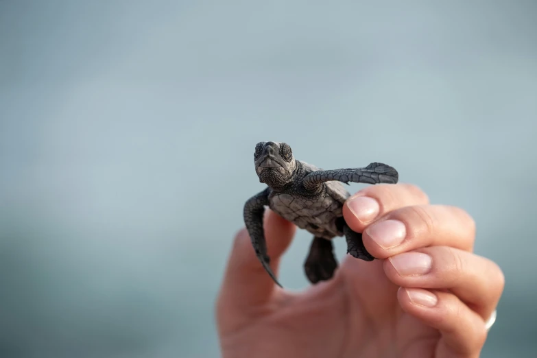 a person holding a small turtle in their hand, pexels contest winner, who is born from the sea, grey, mini model, detailing