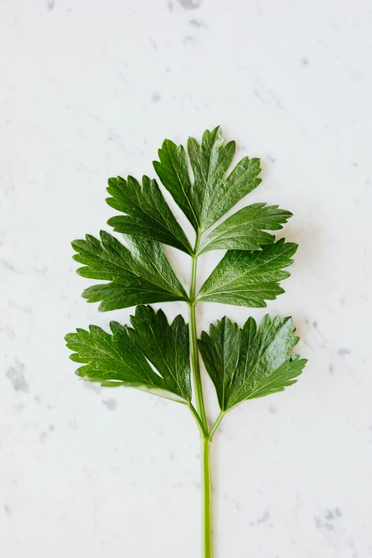 a close up of a green leaf on a white surface, trending on pexels, hurufiyya, recipe, portrait of tall, made of glazed, herb