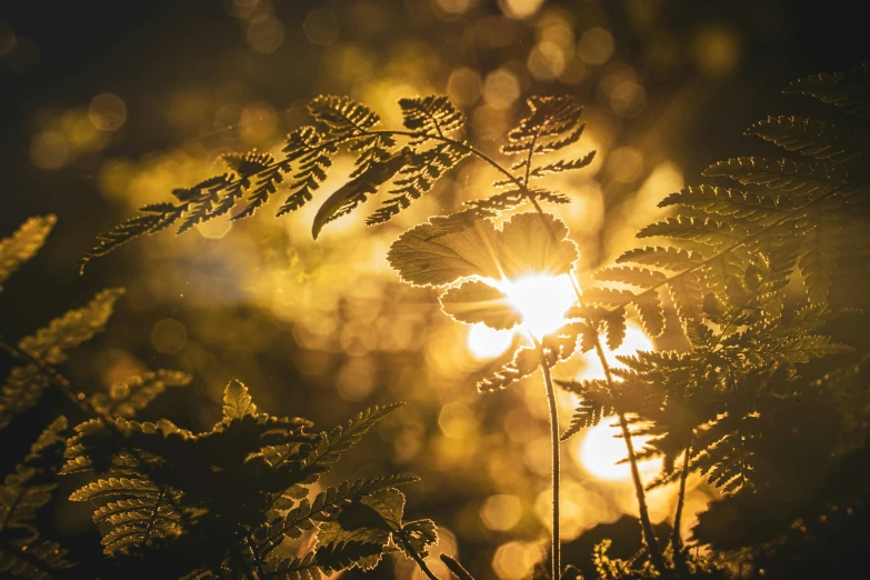 a close up of a plant with the sun in the background, by Jesper Knudsen, unsplash, romanticism, tree ferns, golden fireflies lights, with backlight, soft light - n 9