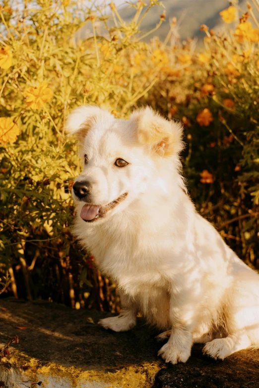 a white dog sitting on top of a rock, golden dappled lighting, with yellow flowers around it, 2 0 0 0 s, photo of a model