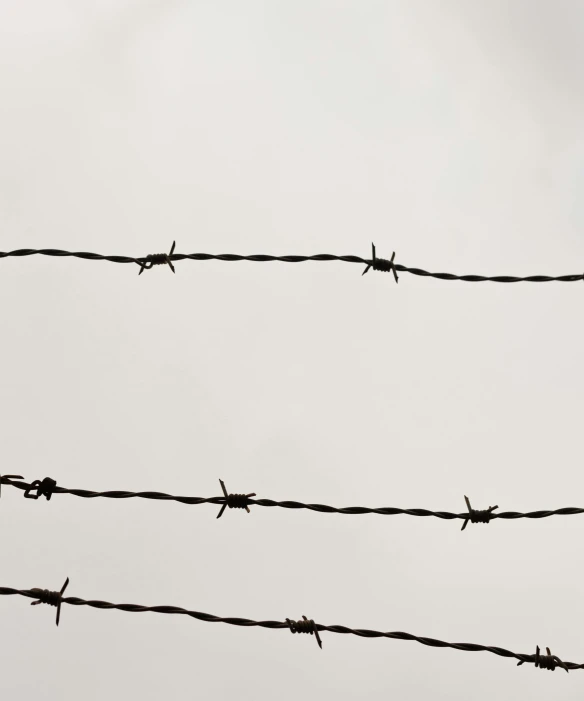 a bird sitting on top of a barbed wire, an album cover, by Slava Raškaj, pexels, minimalism, made of wrought iron, detail shot, stacked image, multiple stories