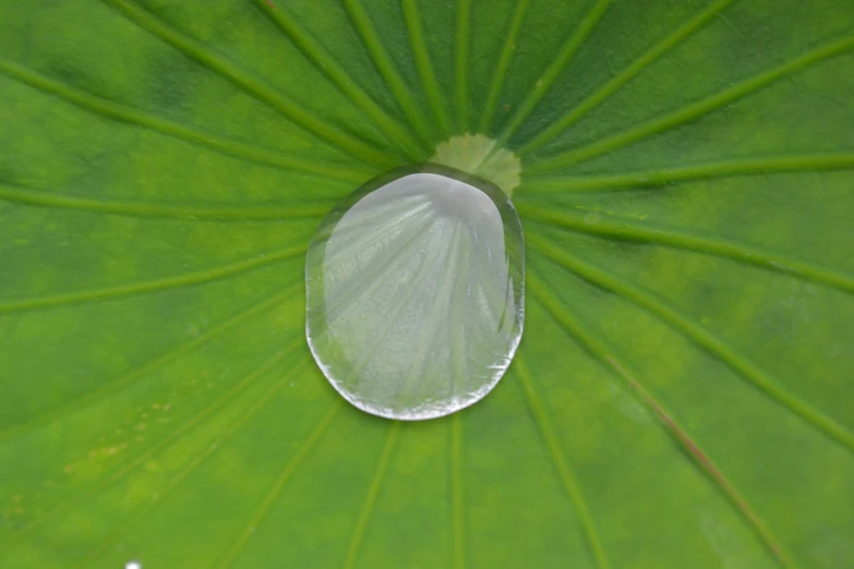 a drop of water sitting on top of a leaf, bao pnan, with clear glass, circular shape, detailed product image