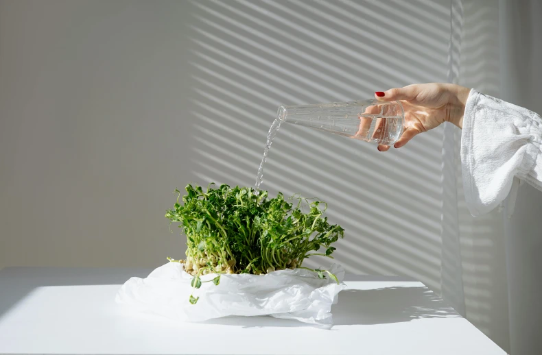 a person pouring water into a potted plant, inspired by Kanō Naizen, salad, parchment paper, product shot, tabletop model