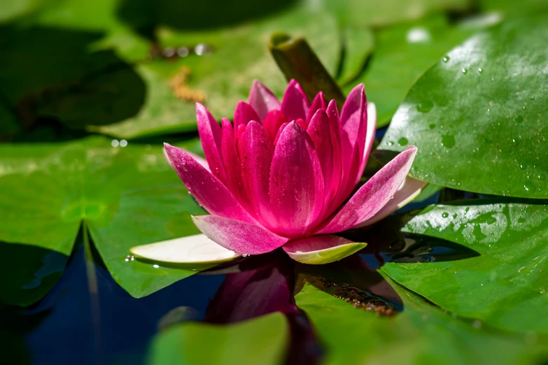 a pink flower sitting on top of a green leaf, in a pond, avatar image