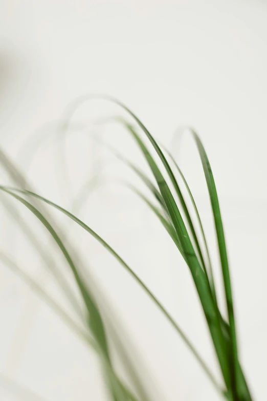 a green plant sitting on top of a white table, detailed grass, detailed product image, curving, close up of iwakura lain