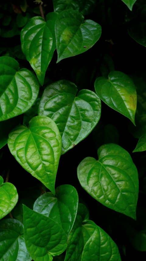 a close up of a plant with green leaves, jungle vines, hearts, indonesia, no cropping