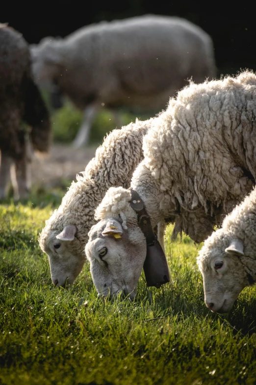 a herd of sheep grazing on a lush green field, trending on unsplash, soft warm light, eating, grey, made out of wool