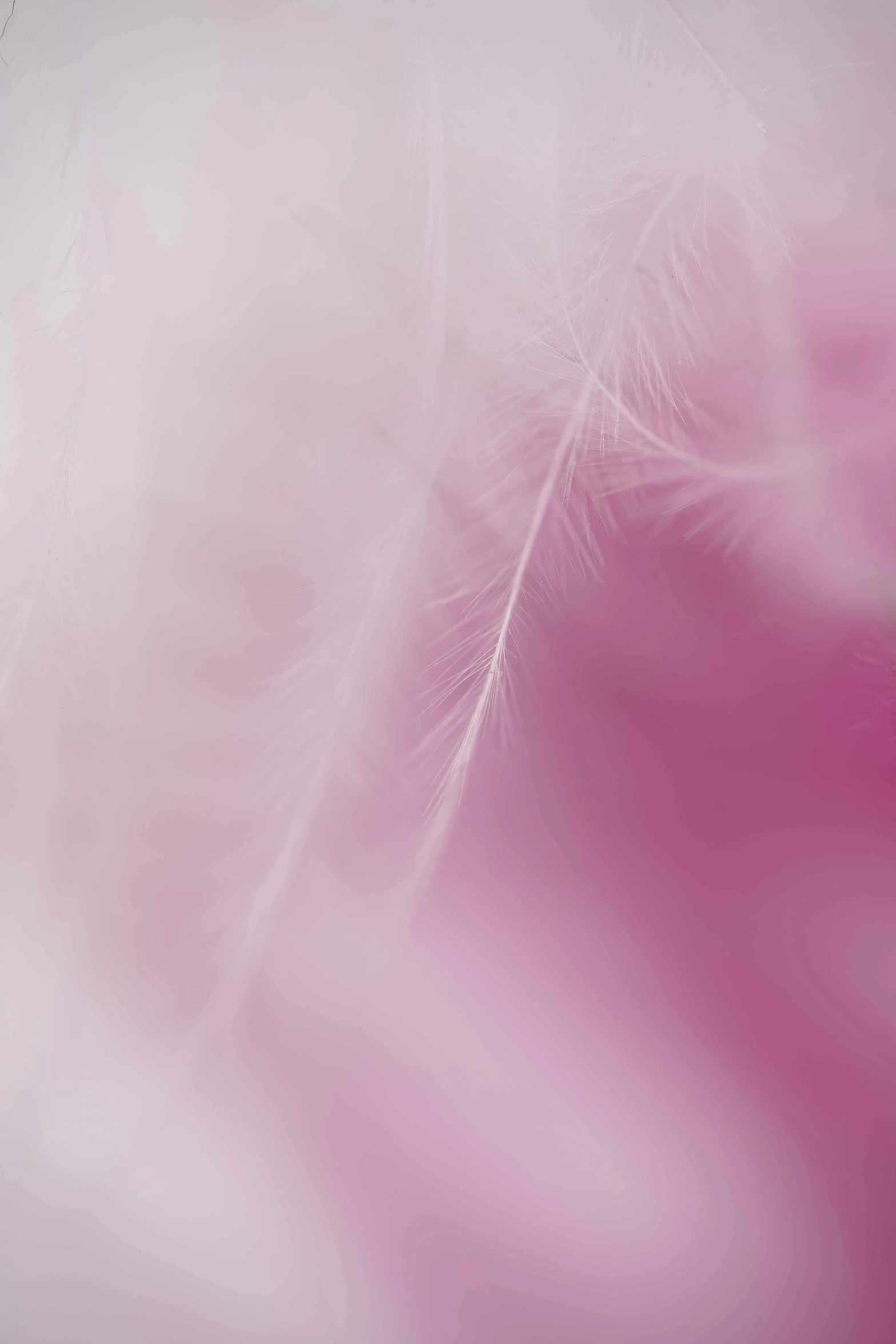 a close up of a feather on a pink background, a macro photograph, by Johanna Marie Fosie, flickr, made of cotton candy, angelic photograph, made of feathers, blurred detail