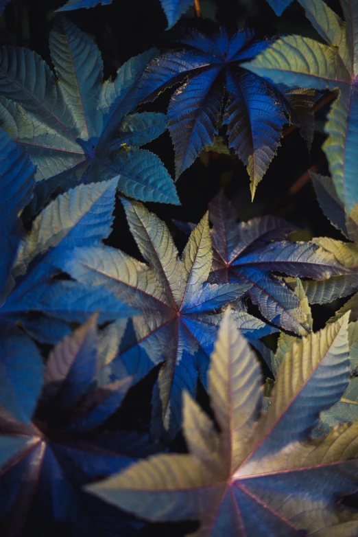 a close up of a bunch of leaves, an album cover, inspired by Elsa Bleda, conceptual art, cannabis, cobalt coloration, multi colored, shot on hasselblad