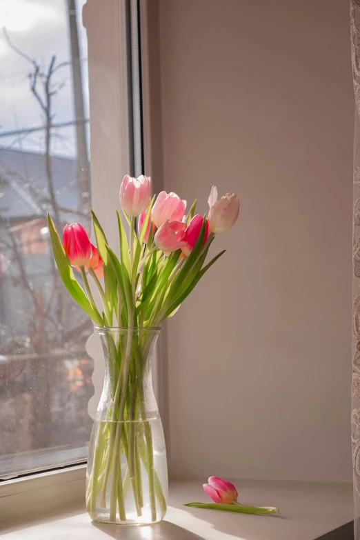 a vase filled with pink flowers sitting on a window sill, tulips, soft grey and red natural light, lit up