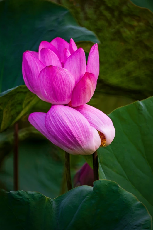 a pink flower sitting on top of a green leaf, sitting on a lotus flower, paul barson, photograph taken in 2 0 2 0, laos