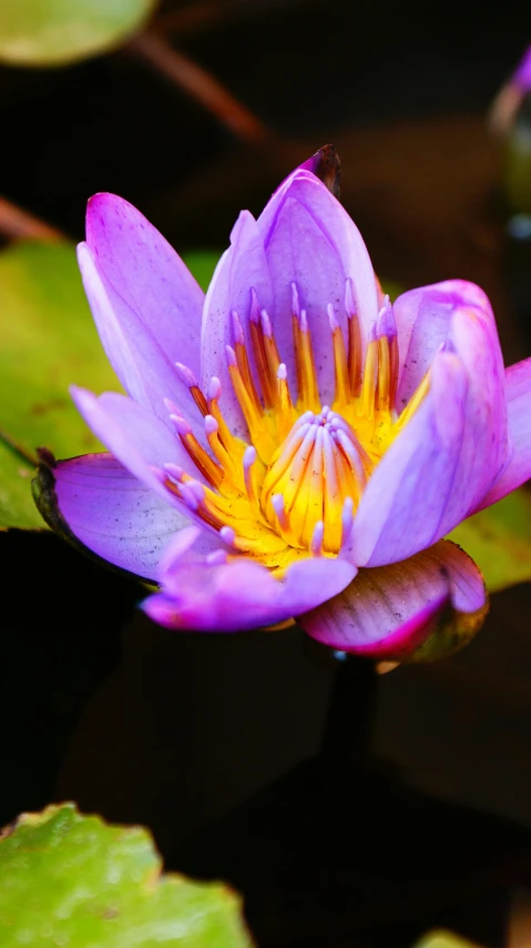 a close up of a purple flower in a pond, unsplash, hurufiyya, multi - coloured, shot on sony a 7, beautiful lit