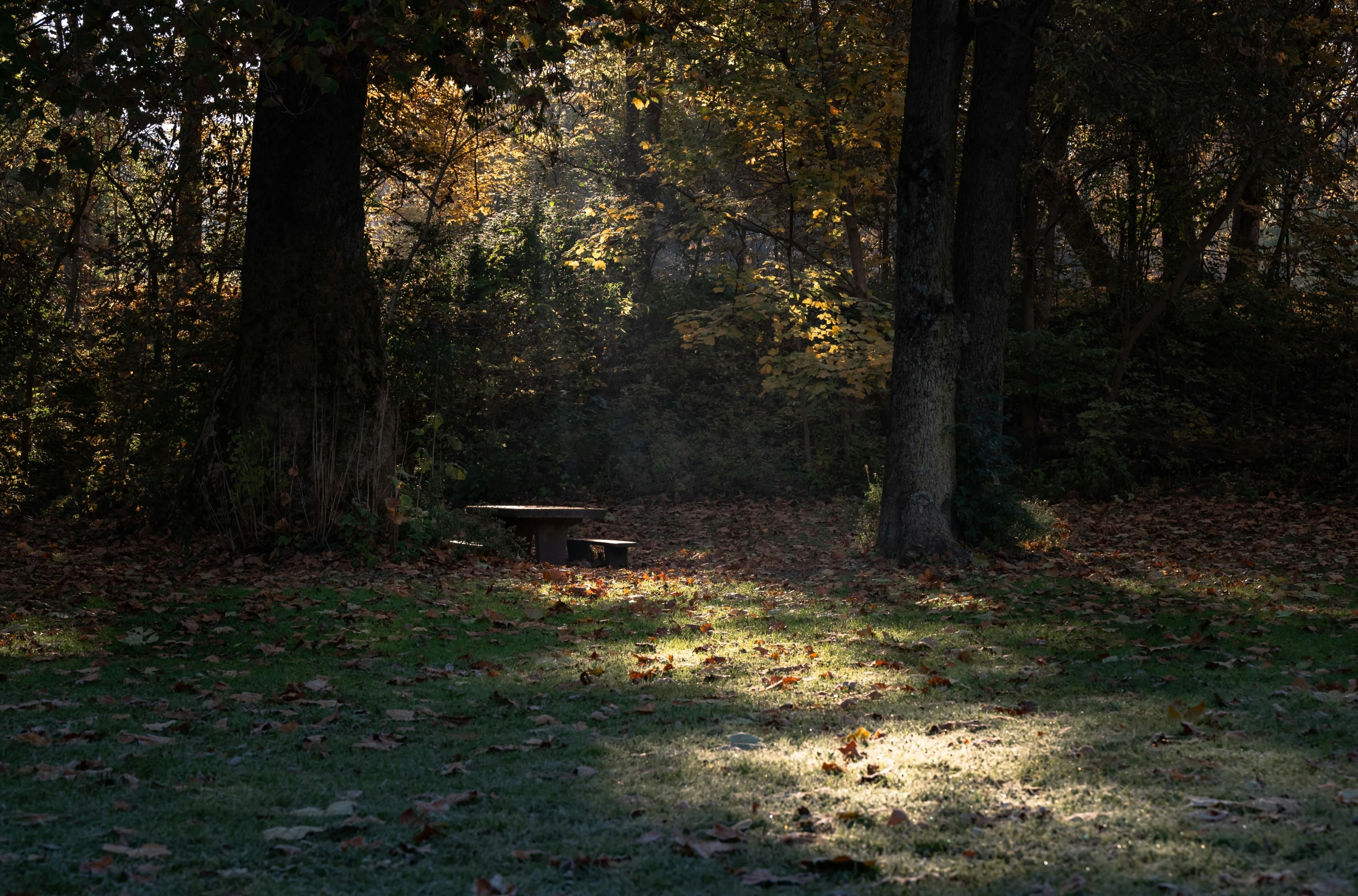 a bench sitting in the middle of a forest, raking light, picnic, atmospheric photograph, ignant