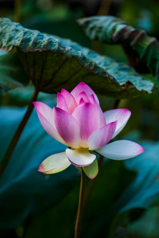 a pink lotus flower with green leaves in the background, unsplash, paul barson, high resolution photo, vietnam, blue