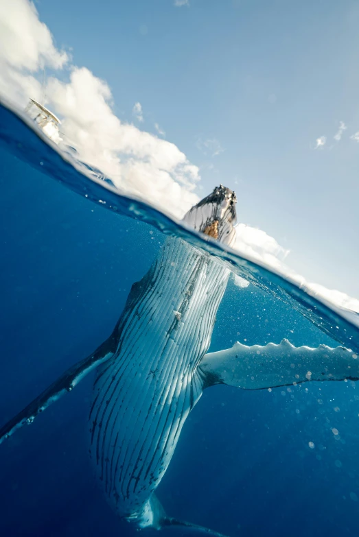 a man is taking a picture of a humpback whale, by Daniel Taylor, unsplash contest winner, half submerged, blue sky, wideangle, watery