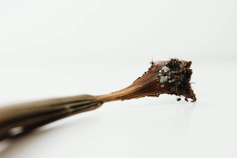 a close up of a toothbrush on a white surface, a macro photograph, by Andries Stock, unsplash, hurufiyya, dried plants, made of insects, an unknown ethnographic object, shows a leg