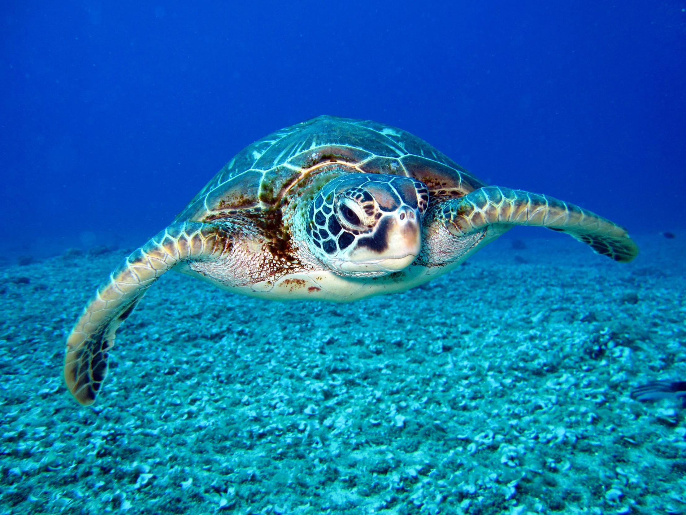 a close up of a turtle swimming in the ocean, pexels contest winner, turquoise blue face, decoration, broadshouldered, 🦩🪐🐞👩🏻🦳