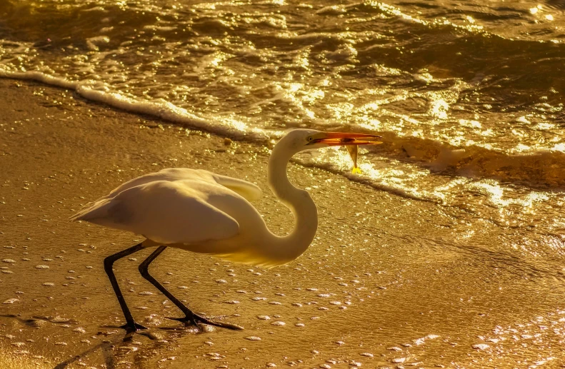 a white bird standing on top of a sandy beach, golden hour photograph, eating, 🦩🪐🐞👩🏻🦳, fishing