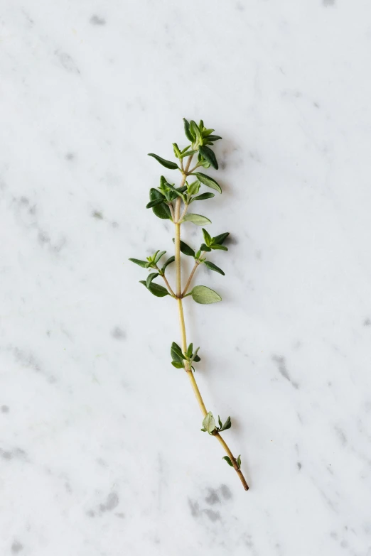 a sprig of thyme on a marble surface, inspired by Ruth Jên, arabesque, ready to eat, vanilla, zoomed in, small chin