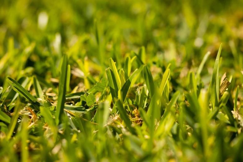 a close up of a field of green grass, a macro photograph, pexels, realism, ground angle uhd 8 k, bokeh + dof + 8k, random detail, lawn