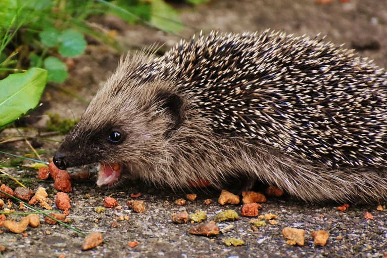 a small hedgehog eating food on the ground, by Julia Pishtar, trending on pexels, renaissance, shouting, islamic, 🦩🪐🐞👩🏻🦳, mixed animal