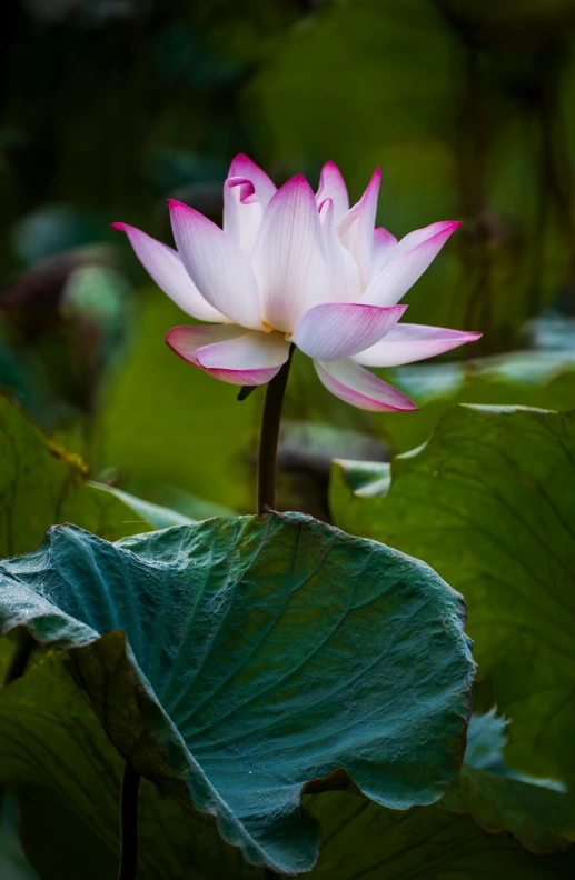 a pink flower sitting on top of a green leaf, standing gracefully upon a lotus, paul barson, hangzhou, f/1.2