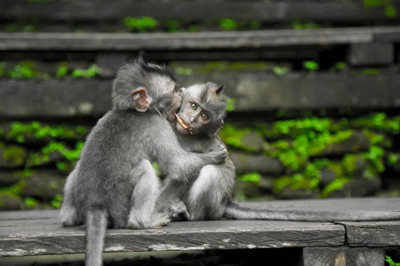 a couple of monkeys sitting on top of a wooden bench, inspired by Steve McCurry, pexels contest winner, sumatraism, grey, holding each other, slide show, full frame image