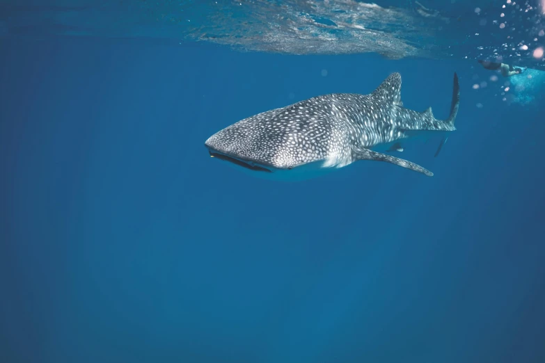 a whale swimming under the surface of the water, pexels contest winner, hurufiyya, blue scales with white spots, mullet, australian, flat triangle - shaped head