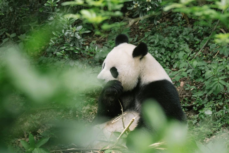 a panda bear that is sitting in the grass, inspired by Luo Ping, pexels contest winner, sumatraism, avatar image, chinese heritage, white, modern