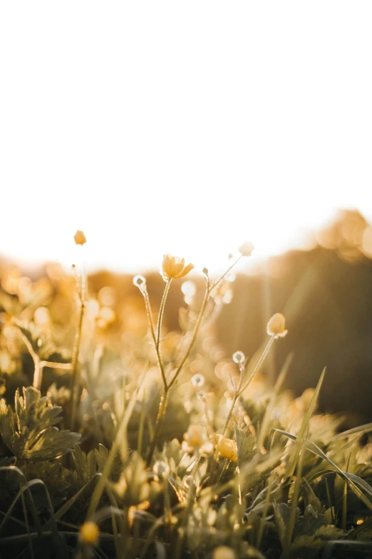 a field full of grass and flowers with the sun in the background, by Niko Henrichon, trending on unsplash, minimalism, gold flowers, soft light - n 9, manuka, transparent background