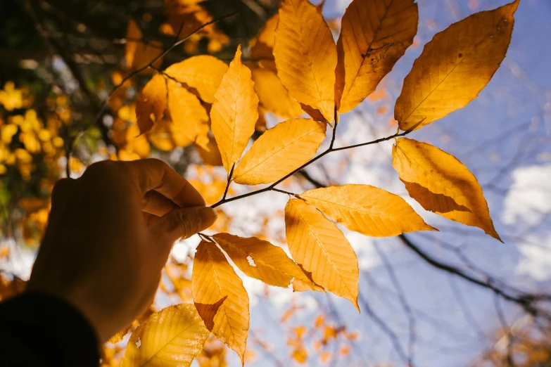 a person holding a branch with yellow leaves, by Julia Pishtar, trending on pexels, fan favorite, view up, color ( sony a 7 r iv, brown