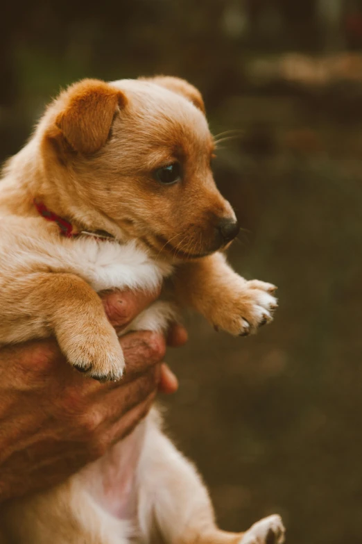 a close up of a person holding a small dog, by Niko Henrichon, pexels contest winner, warm coloured, puppy, grainy quality, growing