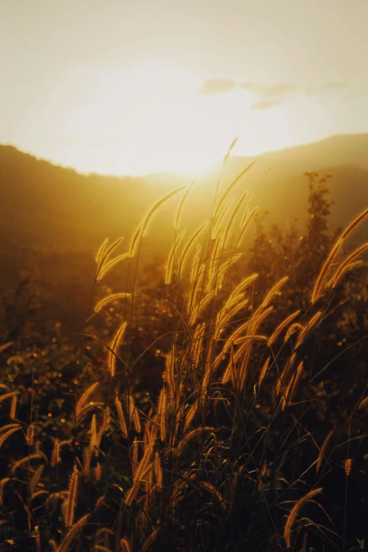 a field of tall grass with the sun setting in the background, trending on unsplash, romanticism, laos, in the hillside, shades of gold display naturally, appalachian mountains