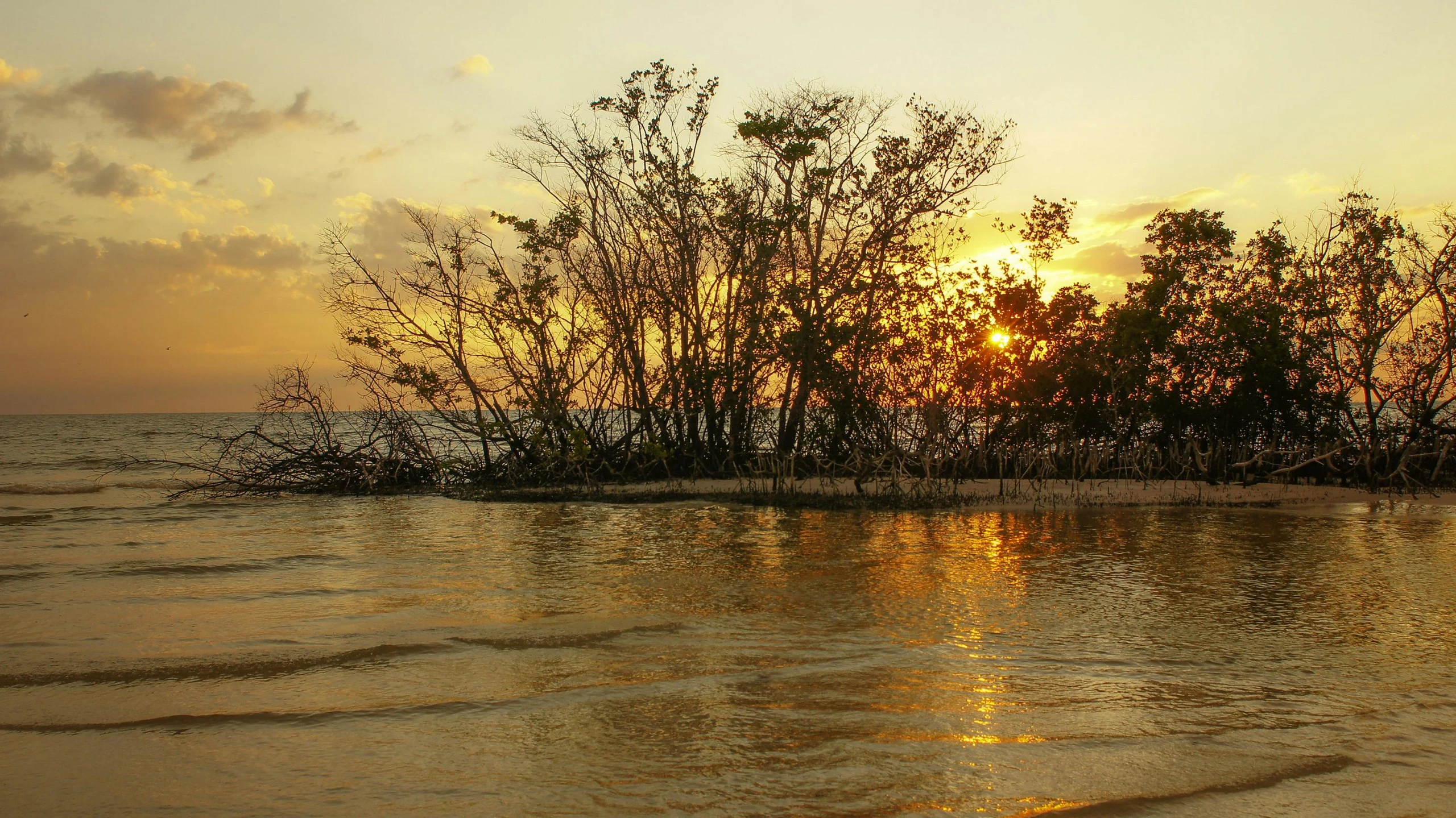 a group of trees sitting on top of a sandy beach, by Carey Morris, pexels contest winner, hurufiyya, mangrove swamp, sun set, viewed from the ocean, jamaica