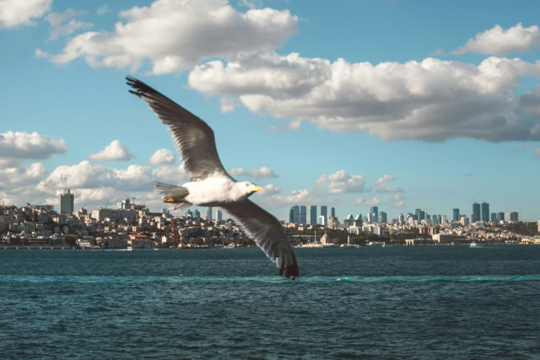a seagull flying over a body of water with a city in the background, pexels contest winner, hurufiyya, istanbul, manly, medium format, new york harbour