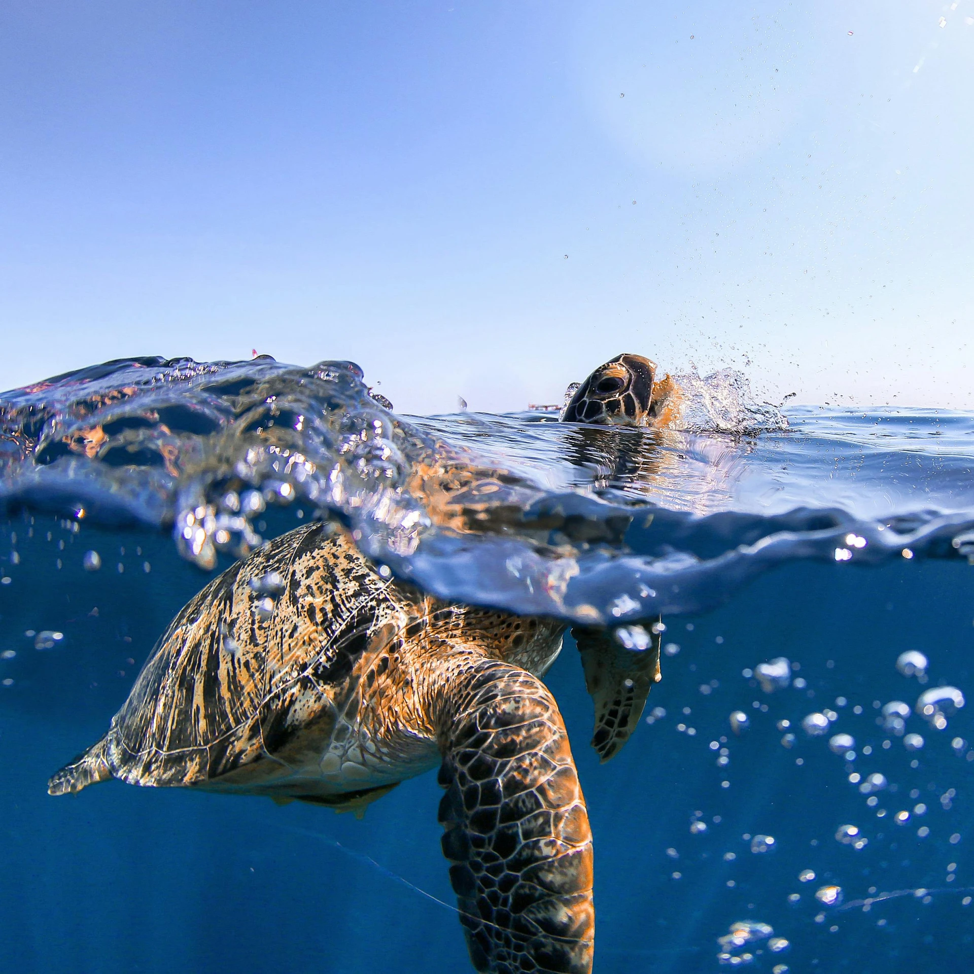 a turtle swimming under the surface of the water, by Matt Stewart, unsplash contest winner, award-winning photo uhd, beautiful sunny day, splashing, blue