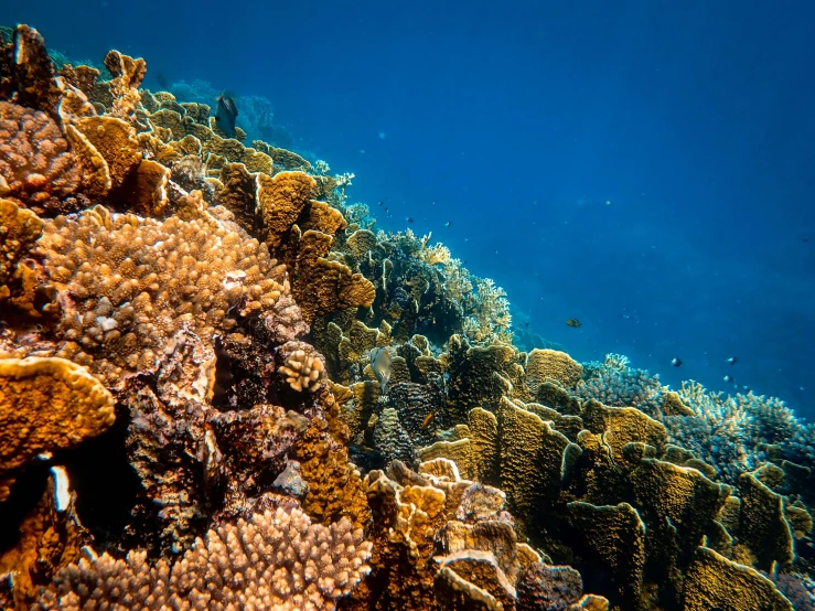 a group of fish swimming on top of a coral reef, by Carey Morris, pexels contest winner, delicate coral sea bottom, egypt, crisp details, shot on sony a 7 iii