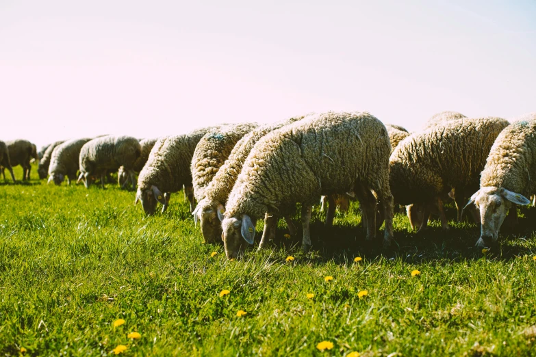 a herd of sheep grazing on a lush green field, unsplash, wearing farm clothes, high quality product image”