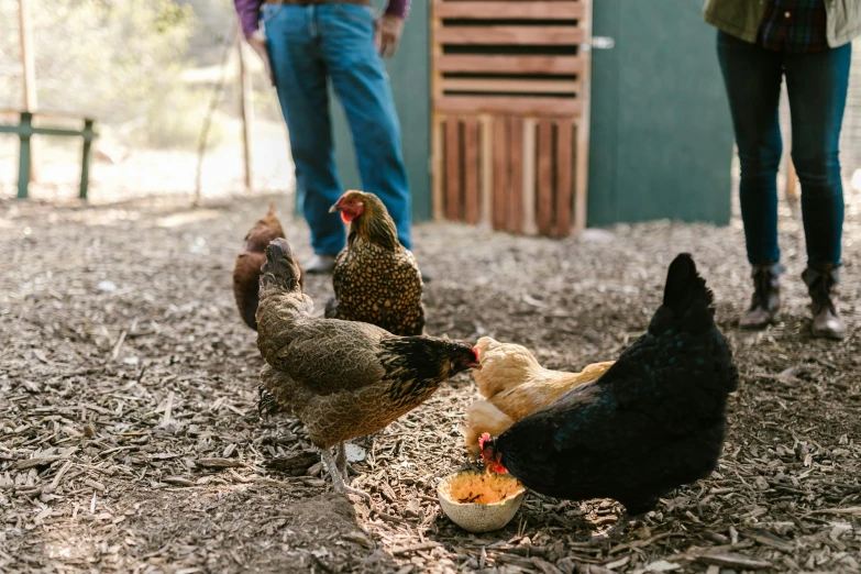 a group of chickens eating food out of a bowl, looking across the shoulder, alana fletcher, profile image, walking towards camera