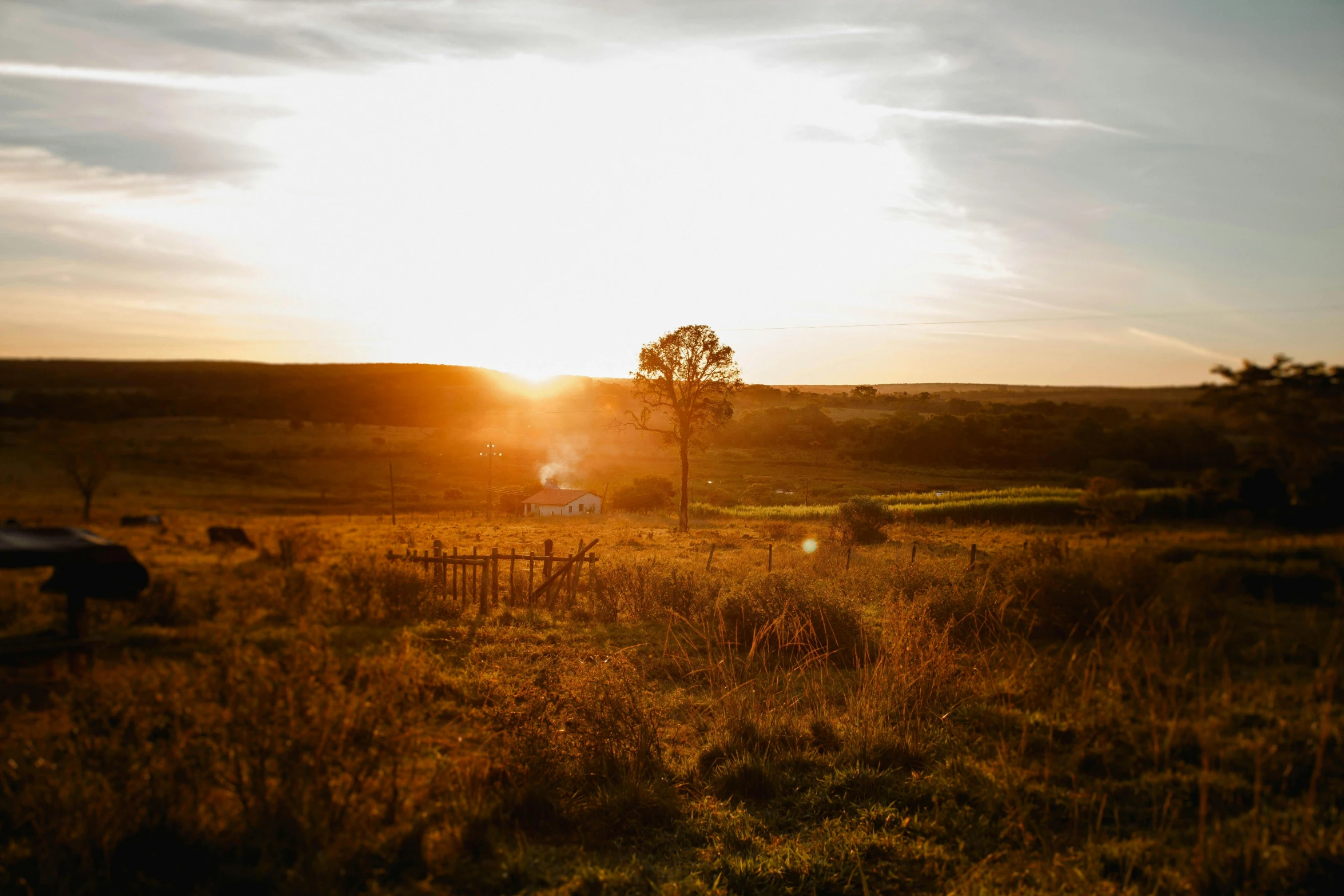 a herd of cattle grazing on a lush green field, by Jessie Algie, pexels contest winner, land art, autumn sunrise warm light, yorkshire, vista view, with sunset