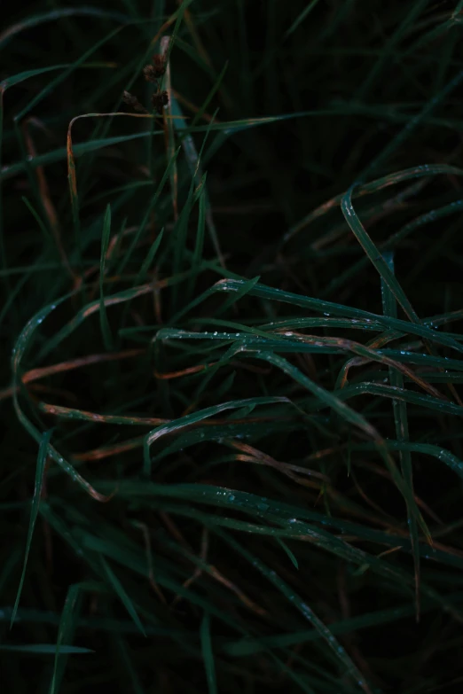 a fire hydrant sitting on top of a lush green field, a macro photograph, inspired by Elsa Bleda, unsplash, conceptual art, dark filaments, nighttime, stylized grass texture, taken with sony alpha 9