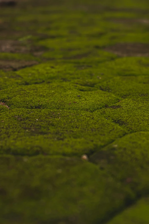 a red fire hydrant sitting on top of a lush green field, a macro photograph, inspired by Elsa Bleda, land art, stone paths, green moss all over, reptile skin, alessio albi