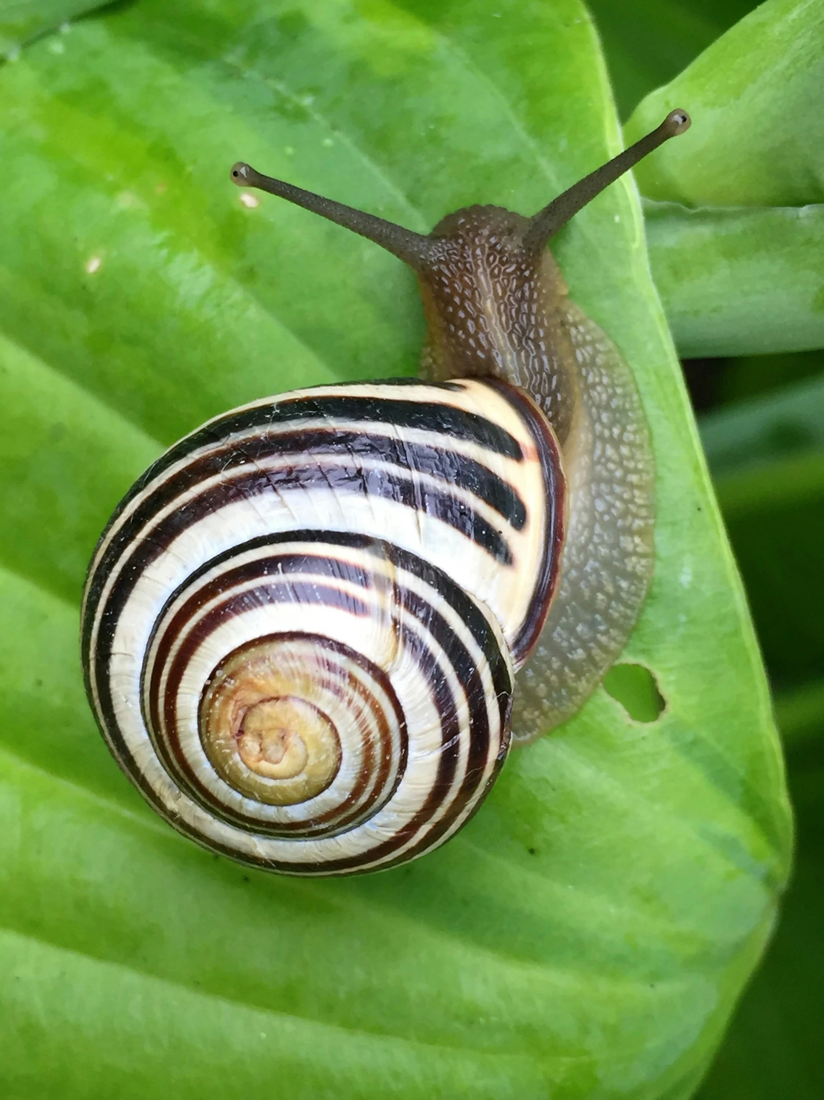 a close up of a snail on a leaf, slide show, haluzinogetic, commercially ready, highly upvoted