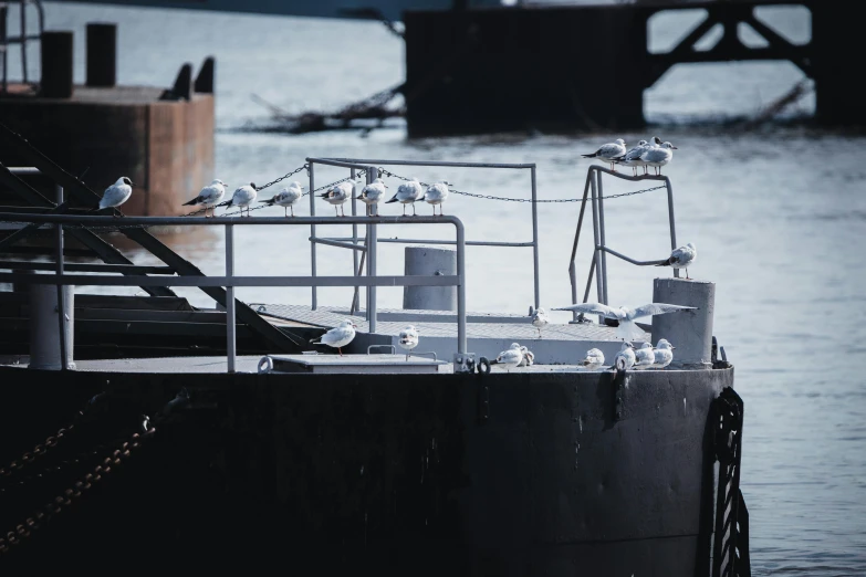 a group of seagulls sitting on top of a boat, by Elsa Bleda, unsplash, temporary art, industrial aesthetic, stanchions, grey, random circular platforms