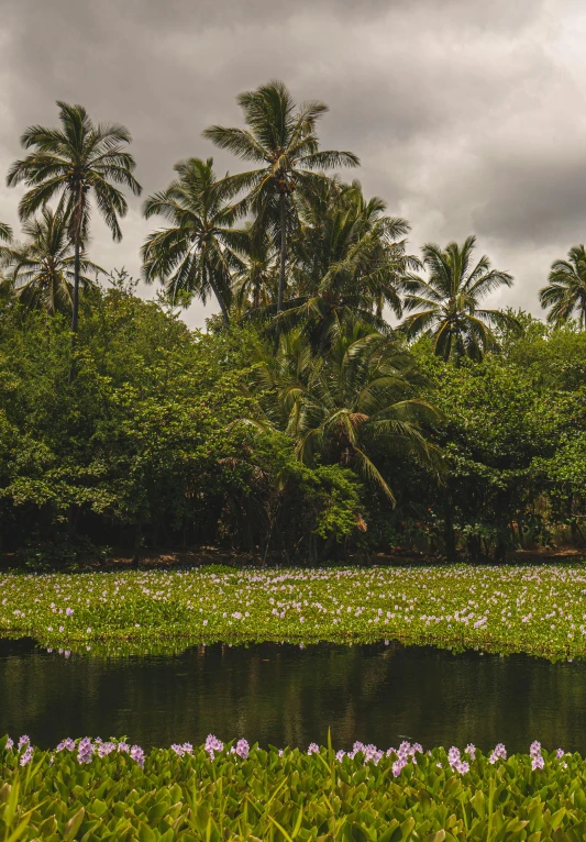 a large body of water surrounded by trees, hurufiyya, coconut trees, paul barson, trees and flowers, rain lit