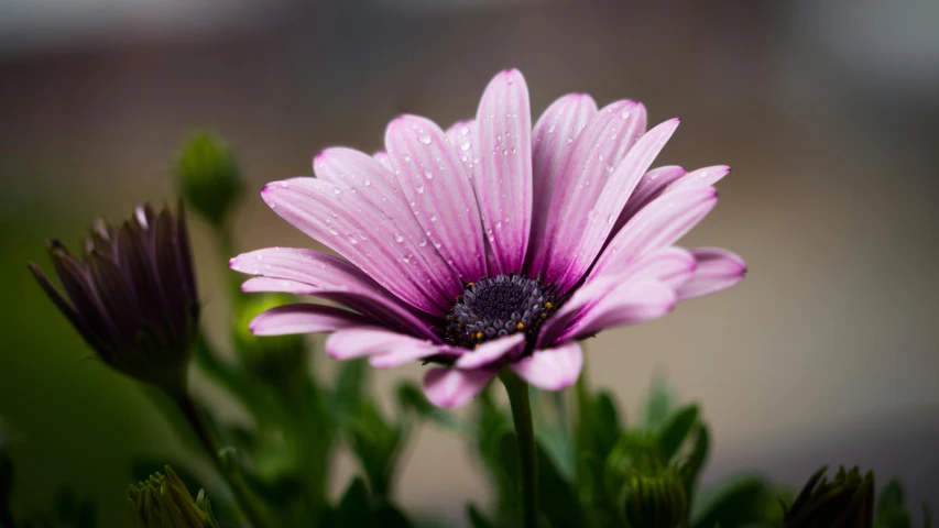 a close up of a purple flower with water droplets on it, by Arie Smit, trending on unsplash, photorealism, giant daisy flower over head, shallow depth of field hdr 8 k, pink, 4k photorealistic