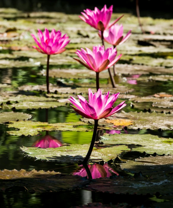 a group of pink waterlilies floating on top of a pond, by Joseph Severn, unsplash, exterior botanical garden, ilustration, sri lanka, colour photo