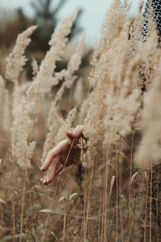 a person standing in a field of tall grass, inspired by Elsa Bleda, trending on pexels, close-up of thin soft hand, autum, treasures, low quality photo