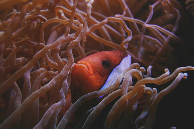 a clown fish hiding in the tentacles of a sea anemone, pexels contest winner, renaissance, red cheeks, 🦩🪐🐞👩🏻🦳, vintage color, subtle detailing