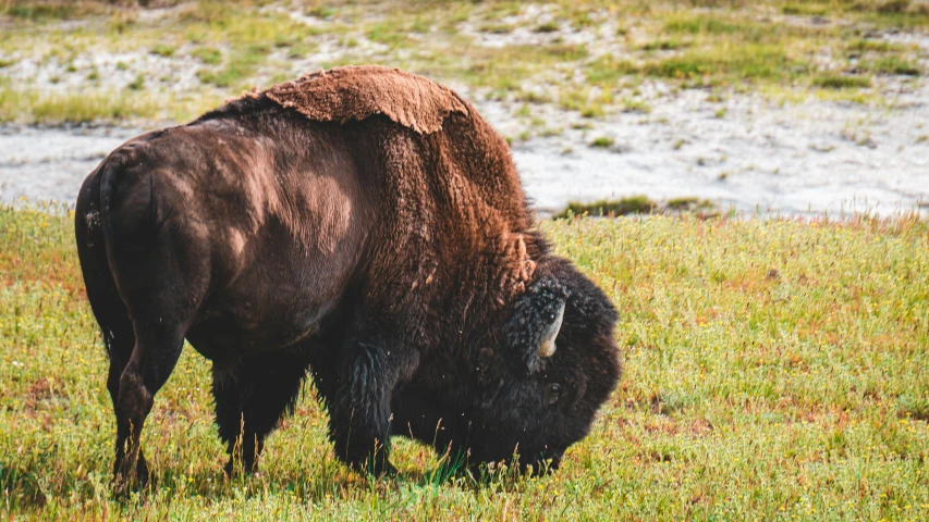 a bison standing on top of a lush green field, profile image, fan favorite, standing on rocky ground, eating